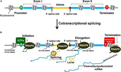 Gene Architecture Facilitates Intron-Mediated Enhancement of Transcription